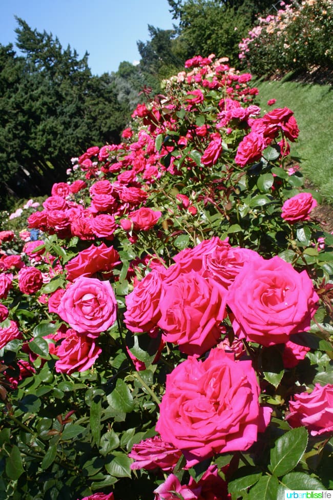 50 Things to Do in Portland, Oregon With Kids: Rose Garden