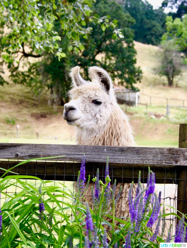 Llamas at Rain Dance Vineyards in Oregon Wine Country on UrbanBlissLife.com