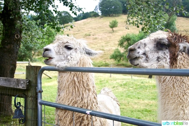 Llamas at Rain Dance Vineyards in Oregon Wine Country on UrbanBlissLife.com