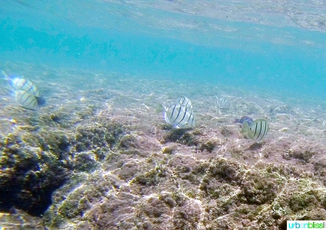 Snorkeling in Hanalei Bay Kauai Hawaii Activities on UrbanBlissLife.com