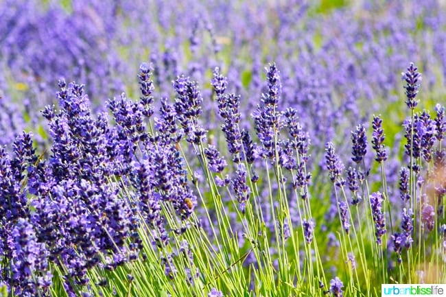 Things to do in Portland with Kids: Lavendar farm