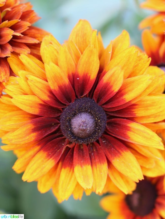 large yellow flower