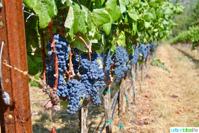 Applegate Valley wine tasting: Troon Vineyards grapes, on UrbanBlissLife.com
