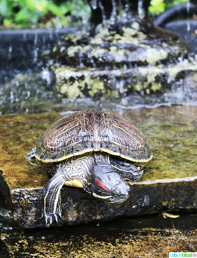 Visiting the turtles at Brennan's Restaurant, travel stories on UrbanBlissLife.com