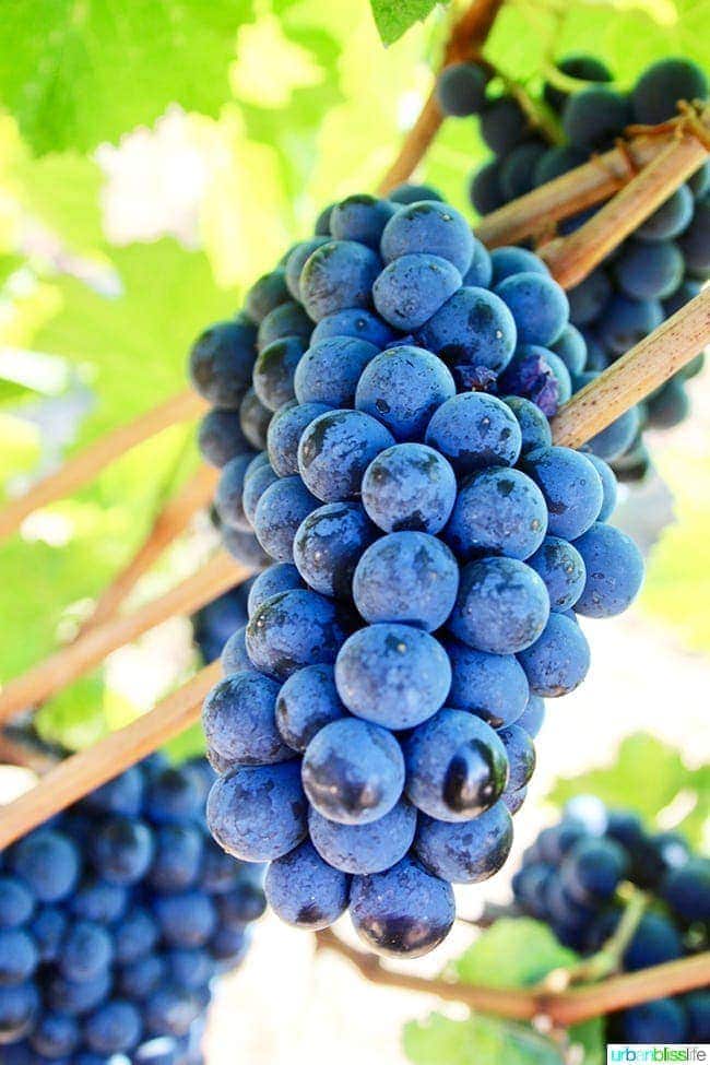 grapes at Wooldridge Creek Winery Grants Pass, Oregon Applegate Valley wine tasting and tour, on UrbanBlissLIfe.com