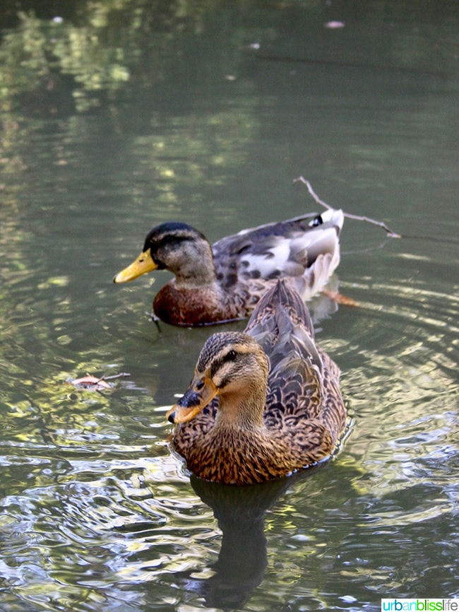 Ashland Oregon Travel Guide - ducks at Lithia Park