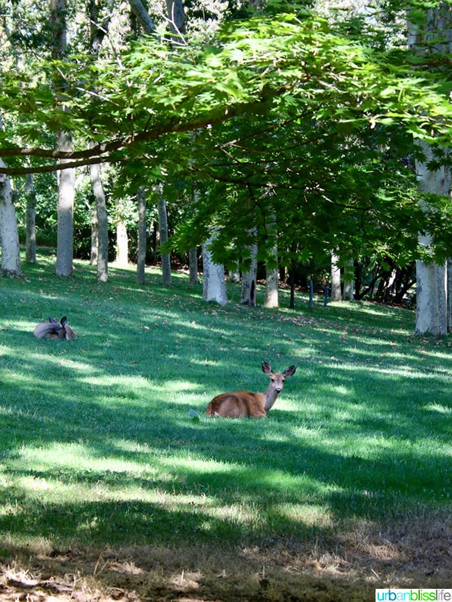 Ashland Oregon Travel Guide - deer at Lithia Park