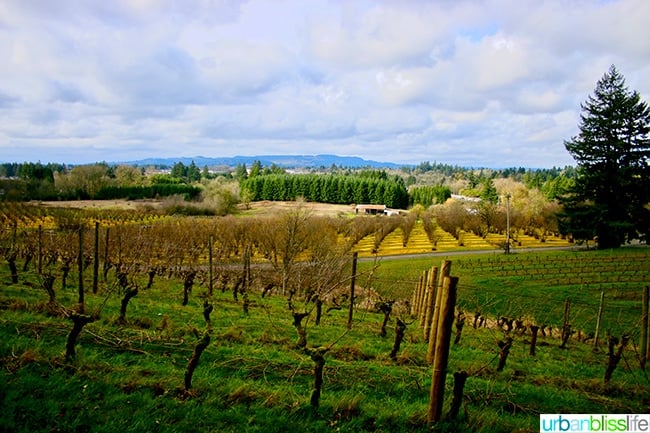 Chehalem Winery 