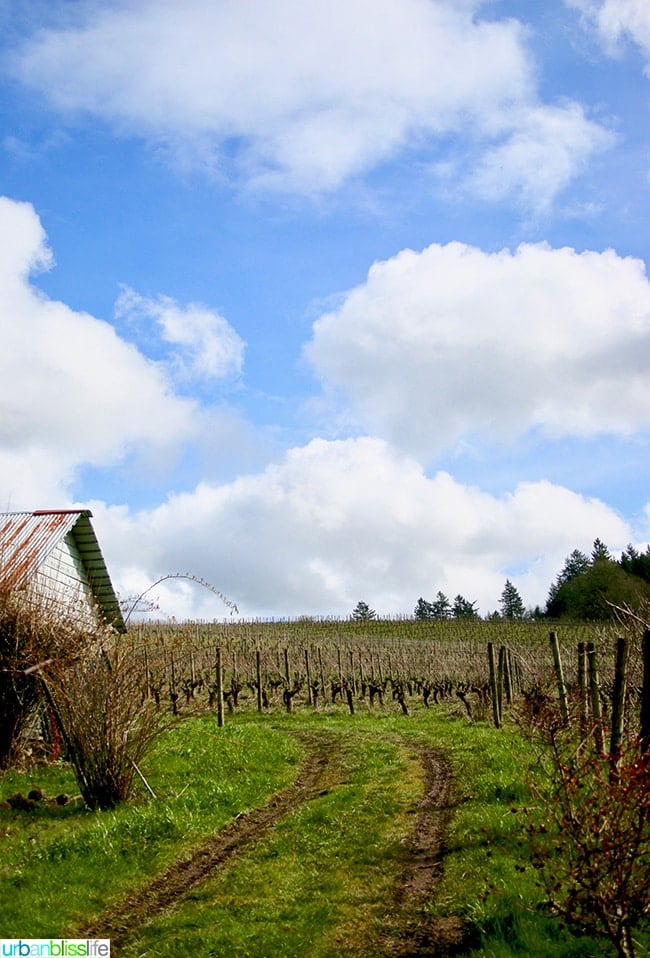 Chehalem Winery 