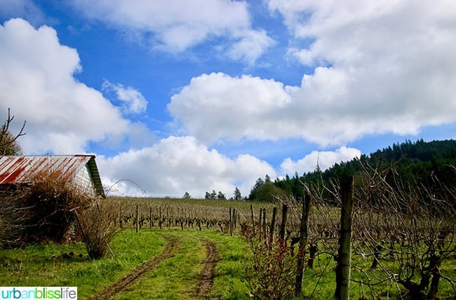 Chehalem Winery 