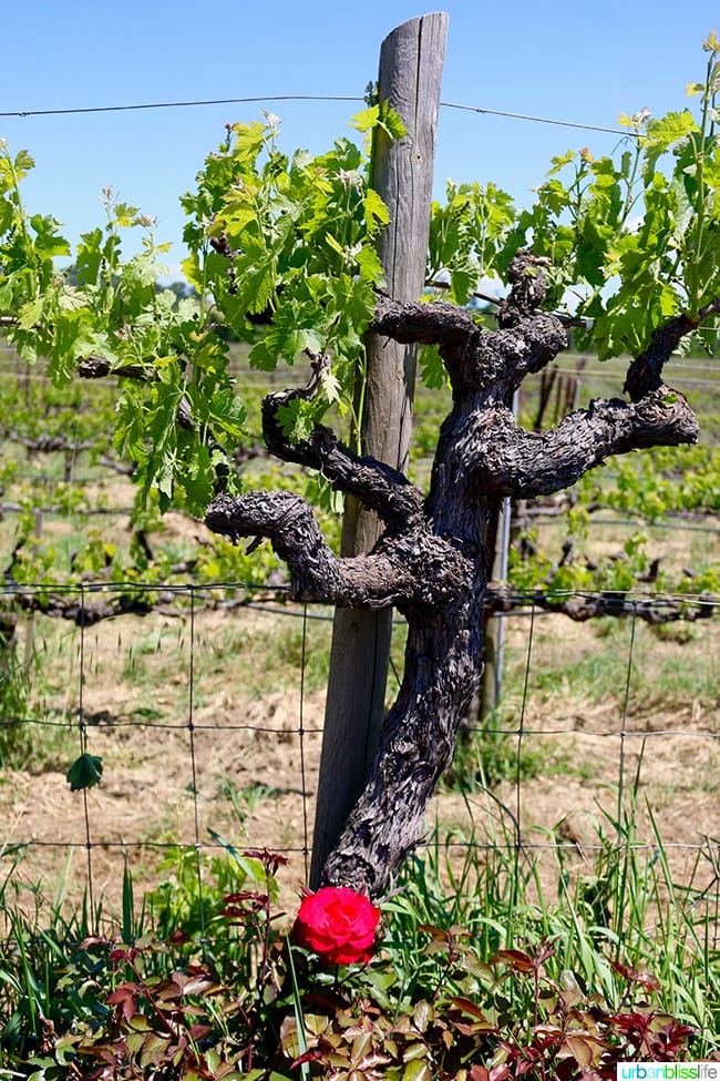 wine vines