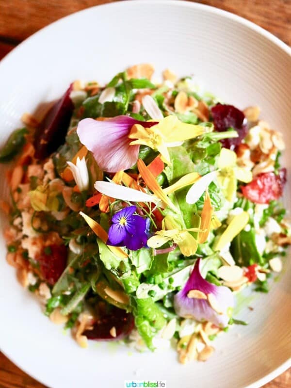 beautiful salad at The Bewildered Pig restaurant