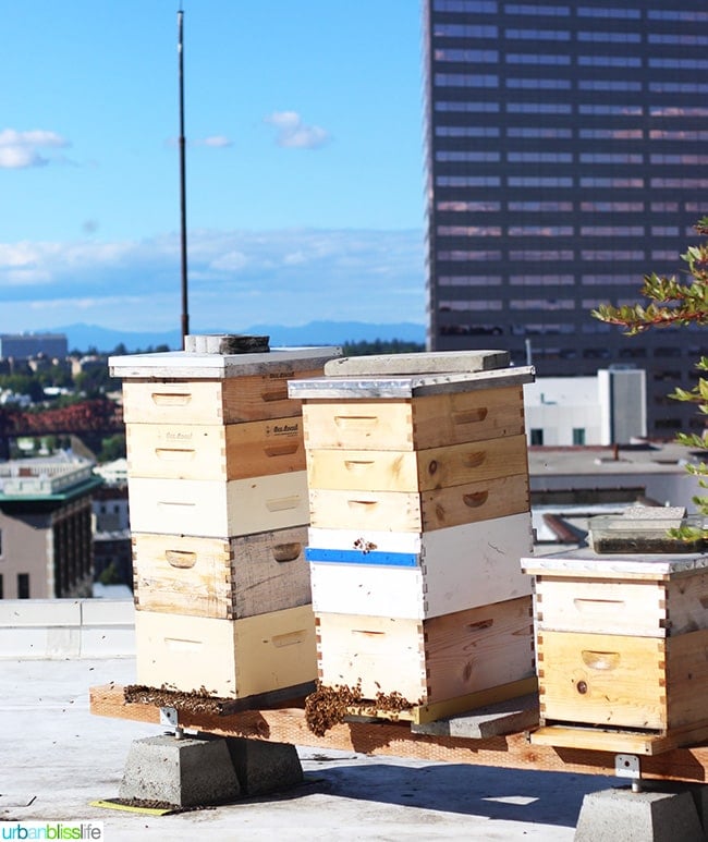 beehive rooftop