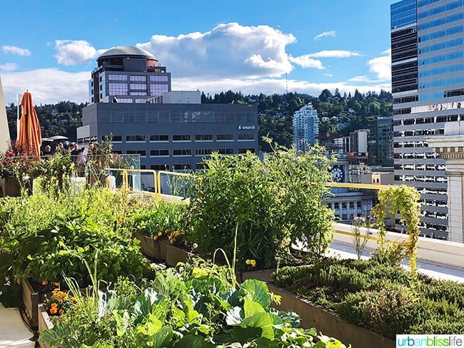 view from Departure restaurant rooftop garden