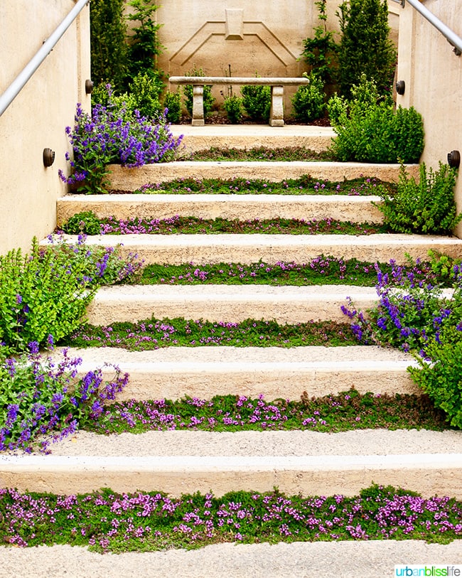 Lavender steps at Noyo Harbor Inn Fort Bragg, California.