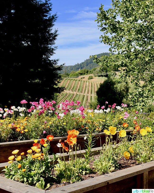 Alexander Valley Wineries: Goldeneye