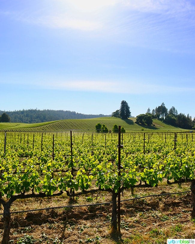 Top Anderson Valley Wineries on UrbanBlissLife.com