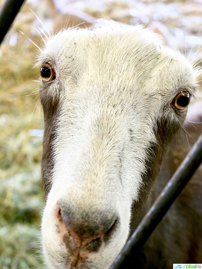 Penny Royal Farm 