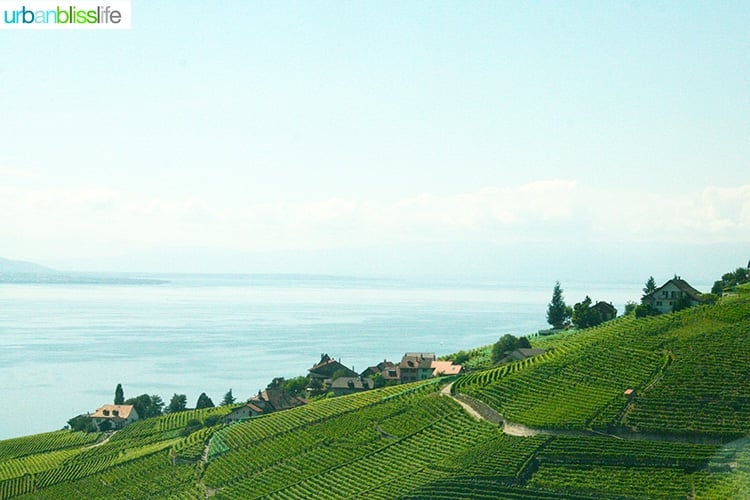 Swiss vineyards