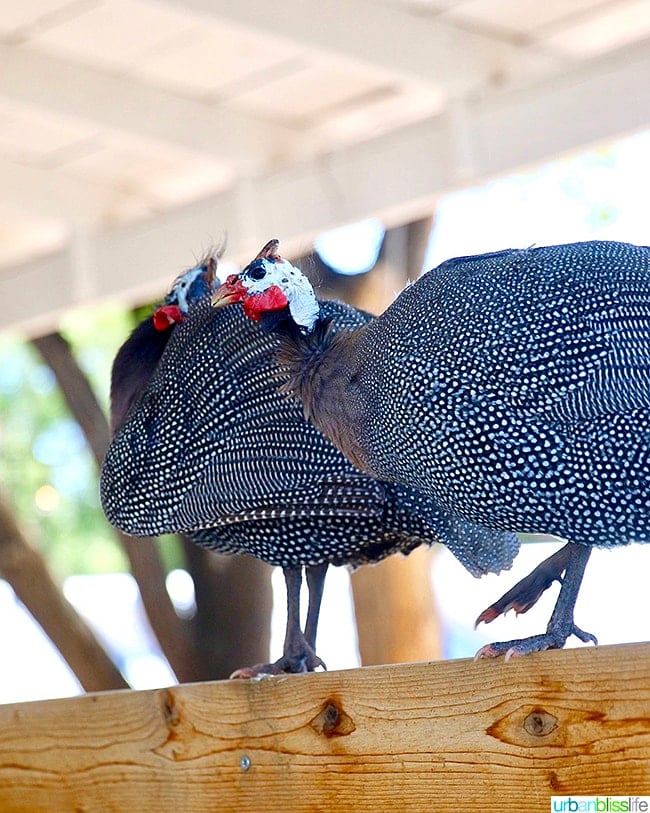 guinea hens at Los Poblanos Inn Albuquerque New Mexico 