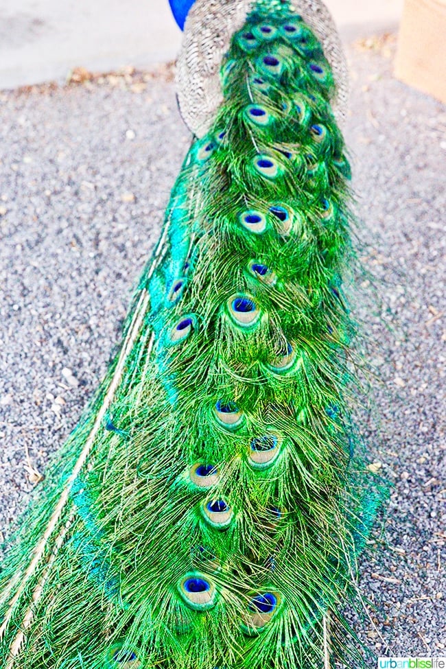 peacock feathers Los Poblanos Inn Albuquerque New Mexico 