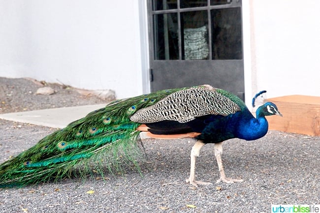 peacock Los Poblanos Inn Albuquerque New Mexico 