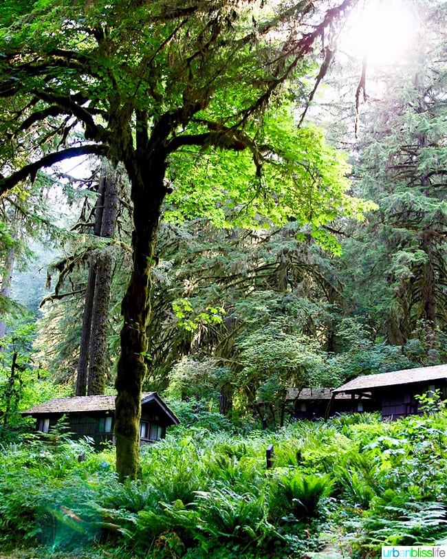 Cabin camping in Oregon: Silver Falls Lodge cabins in forest