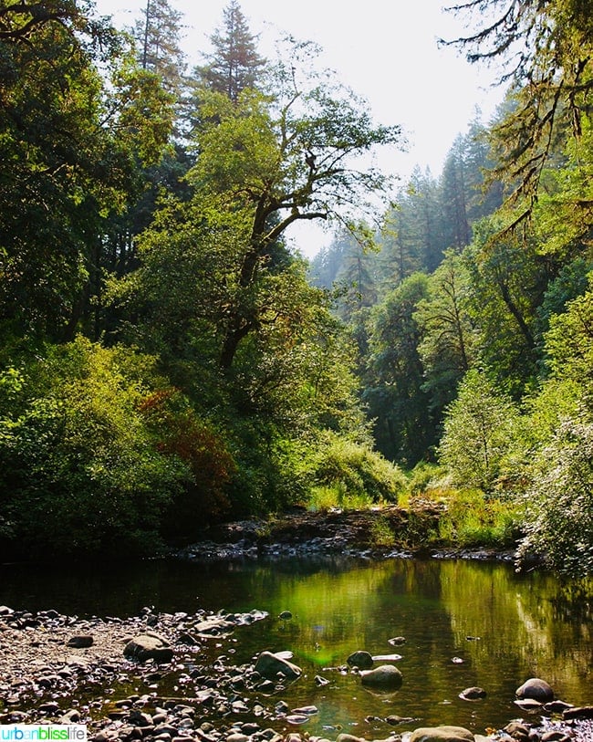 pretty Oregon at Silver Falls State Park