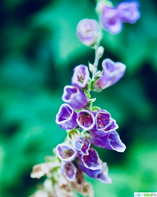 foxglove at Silver Falls State Park