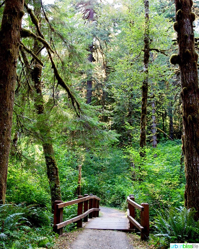 small bridge at Silver Falls State Park