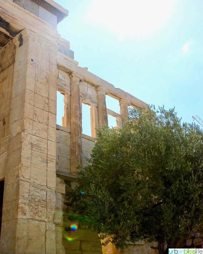 Athena's olive tree at the Acropolis