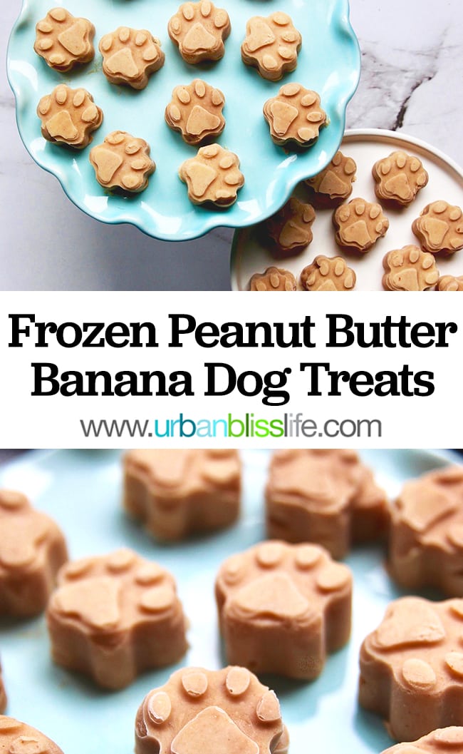 Homemade frozen dog outlet treats recipes