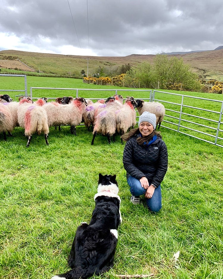 Glen Keen Farm Marlynn Dog Sheep Herding