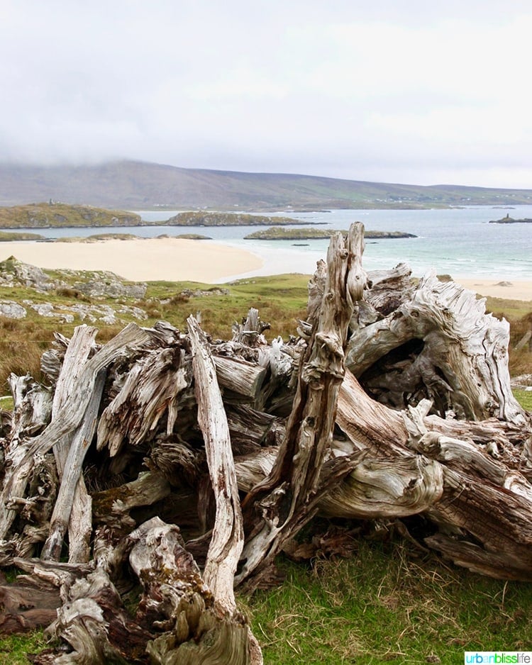 Lost Valley Driftwood Beach