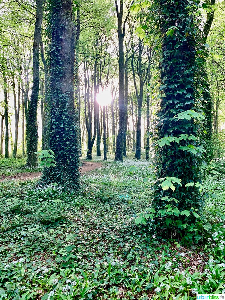 Mount Falcon Forest