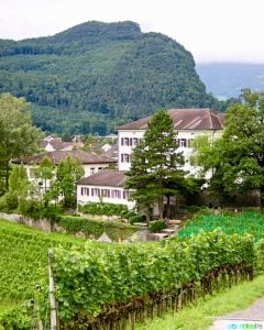 Liechtenstein vineyard