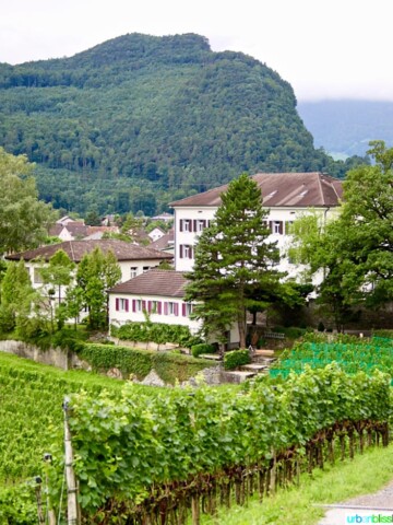Liechtenstein vineyard