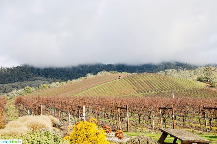 Abacela Vineyard in January