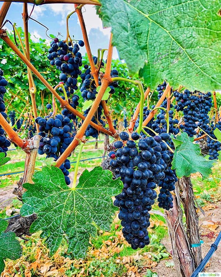 grapevines in vineyard at Walla Walla vintners