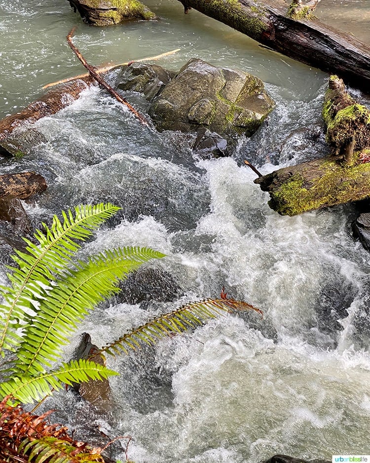 close up of Susan Creek Falls rapids