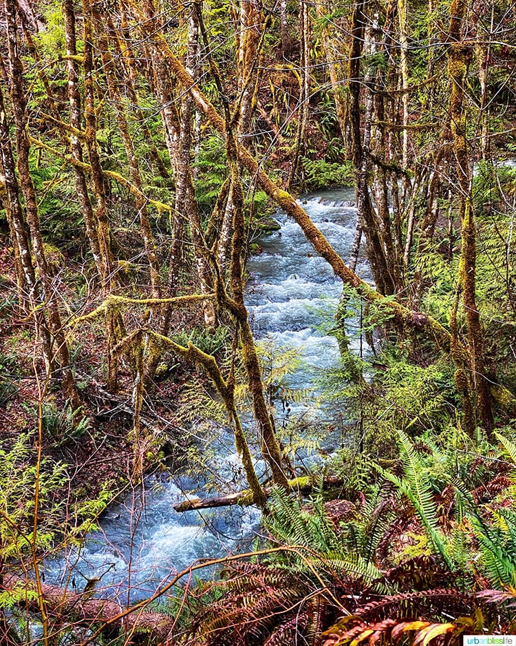 Oregon creek and forest