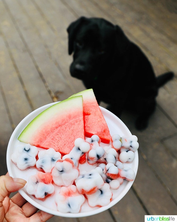 Frozen dog treats: watermelon, blueberry, yogurt dog treats and Ace