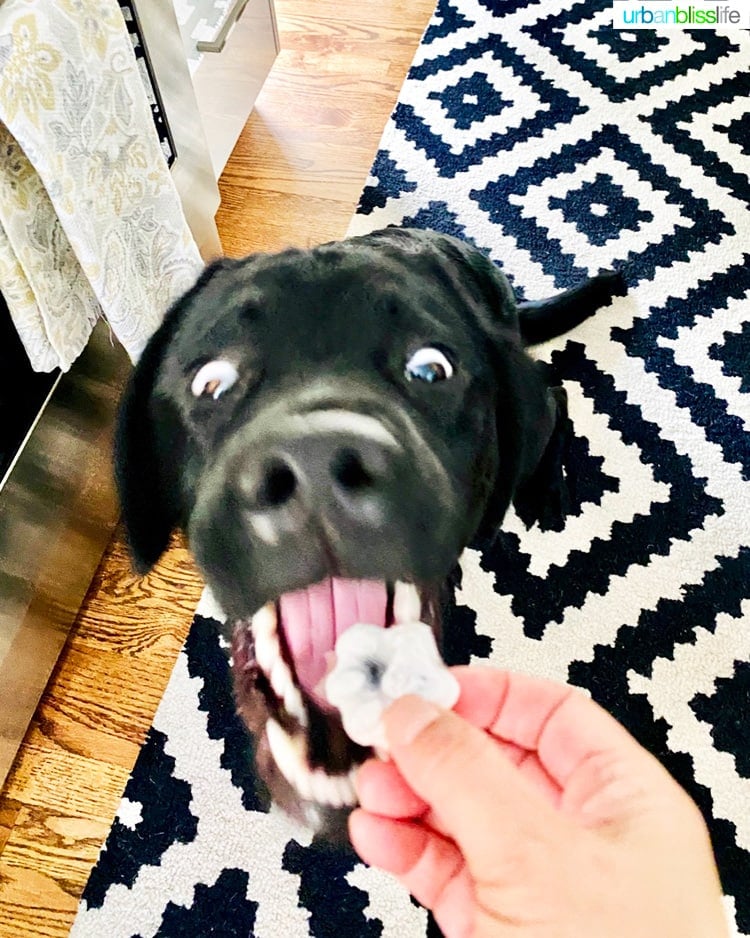 black lab going to eat dog treat