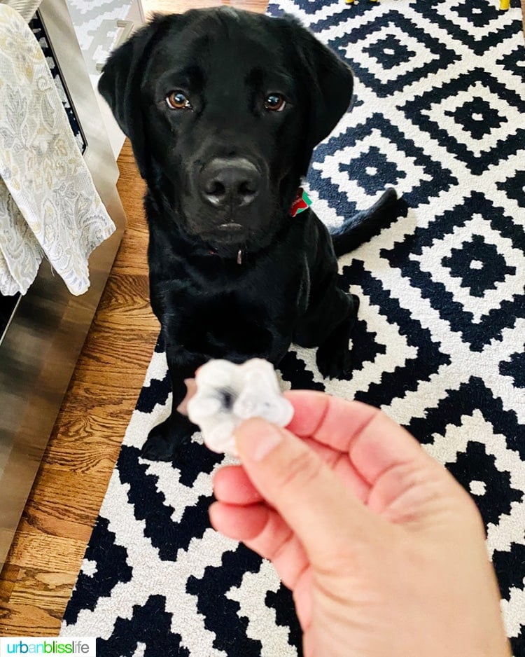 black lab sitting for frozen dog treats