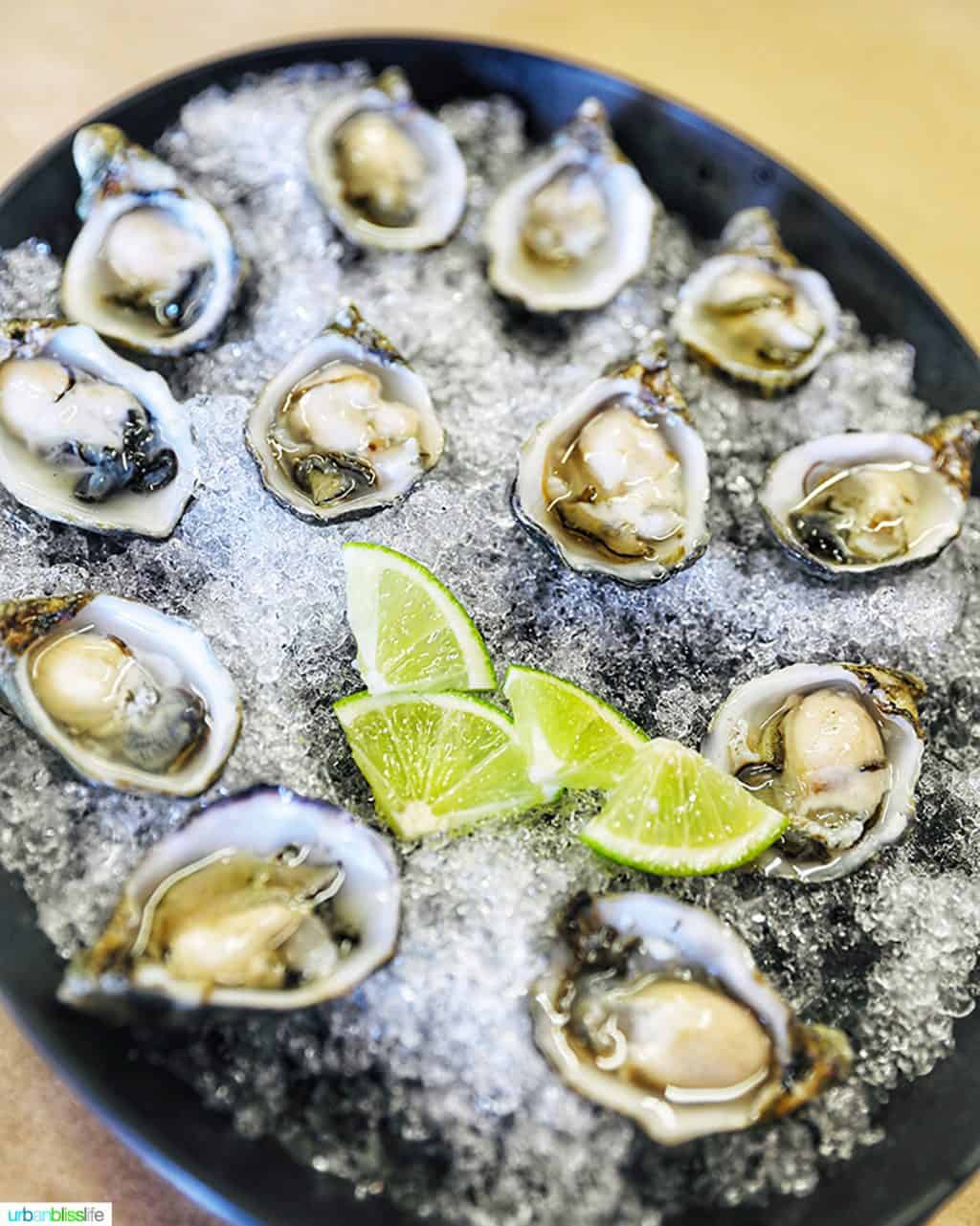 plate of oysters J and Y Oysters Tillamook Oregon