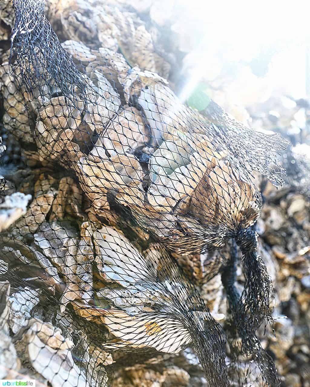 oysters bagged up at J and Y Oysters in Tillamook, Oregon