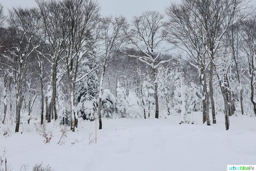 snowy winter scene outside my window at Hotel Jogakura