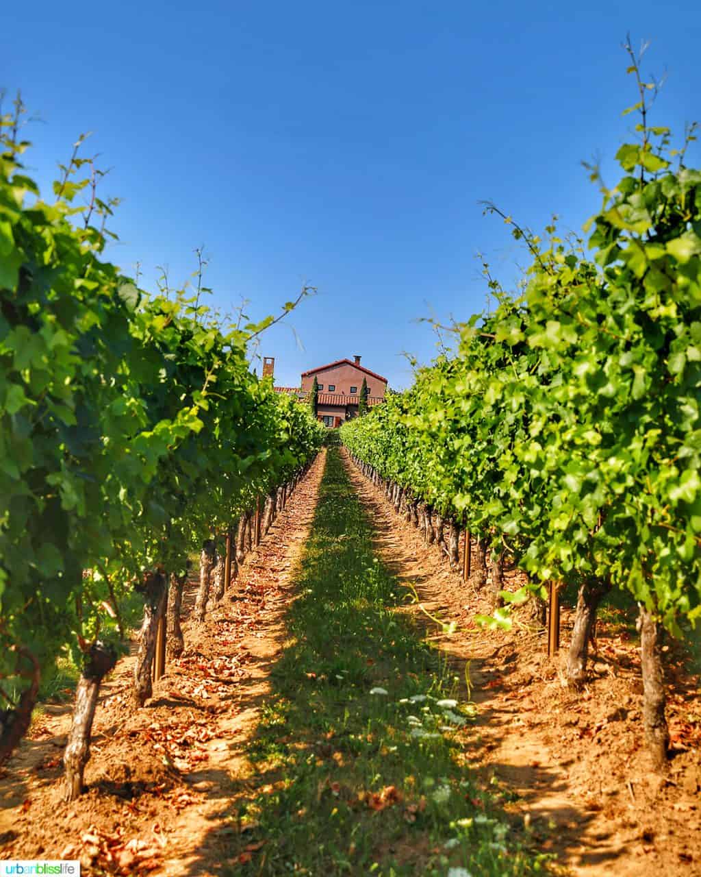 Alloro Vineyard rows leading to tasting house