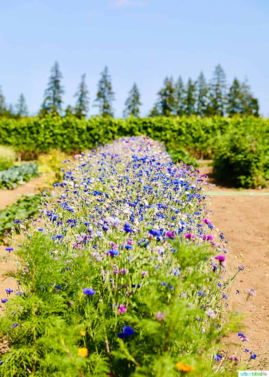 Alloro Vineyard farm