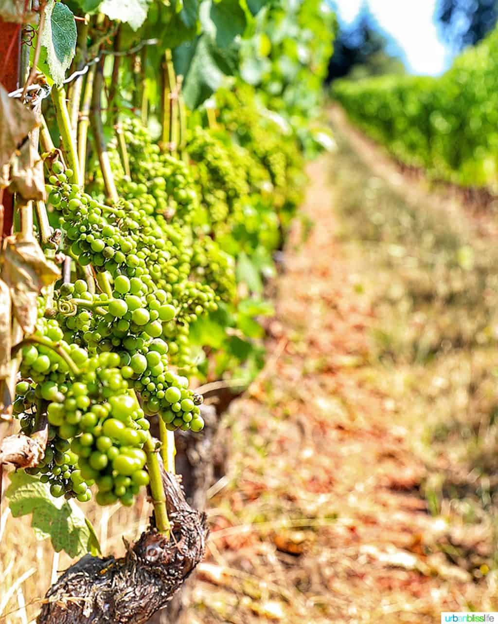 pinot noir grapes summer at Lenné Estate vineyard